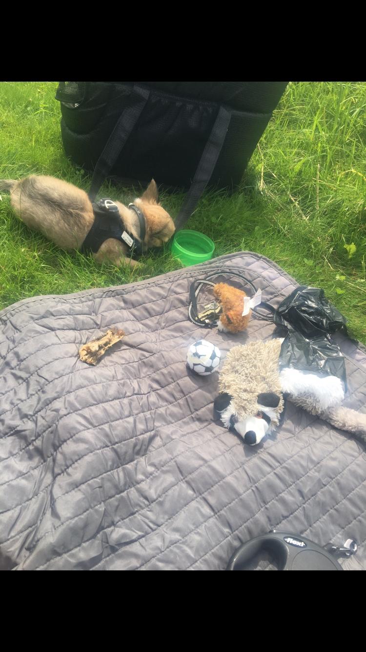 Chihuahua Choko - Hygge tur i parken  billede 14