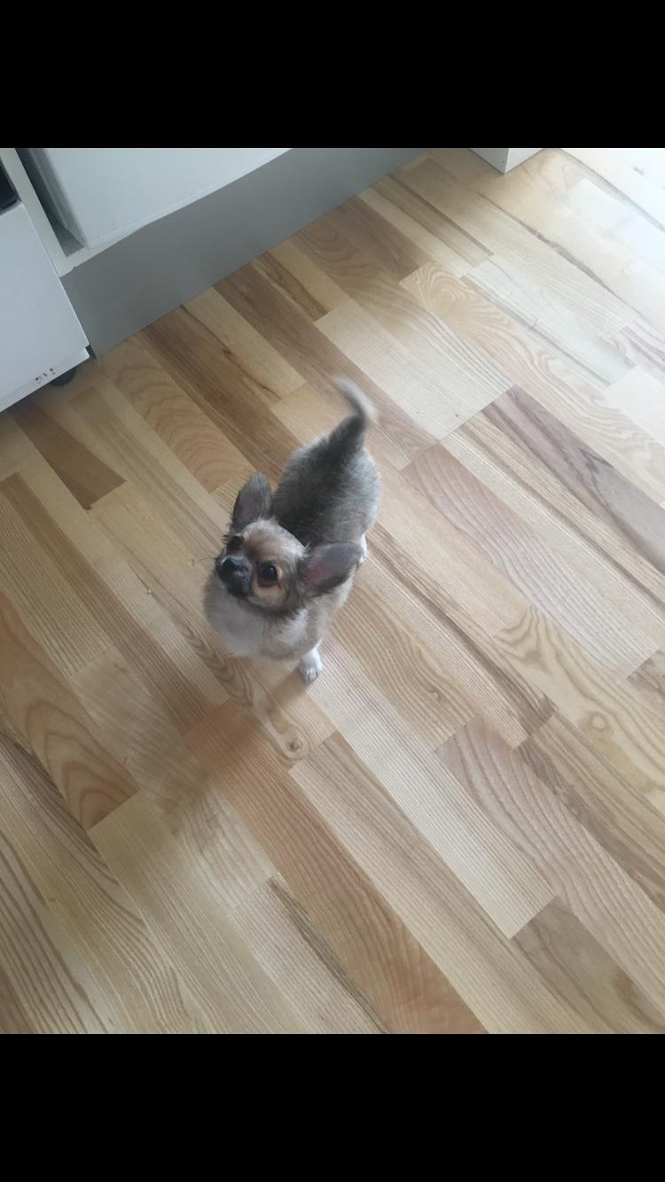 Chihuahua Choko billede 15