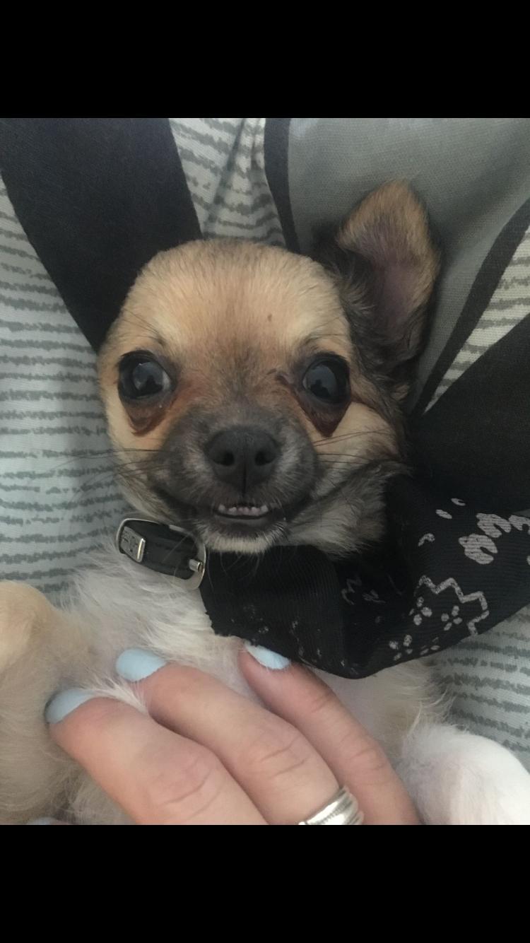 Chihuahua Choko billede 16