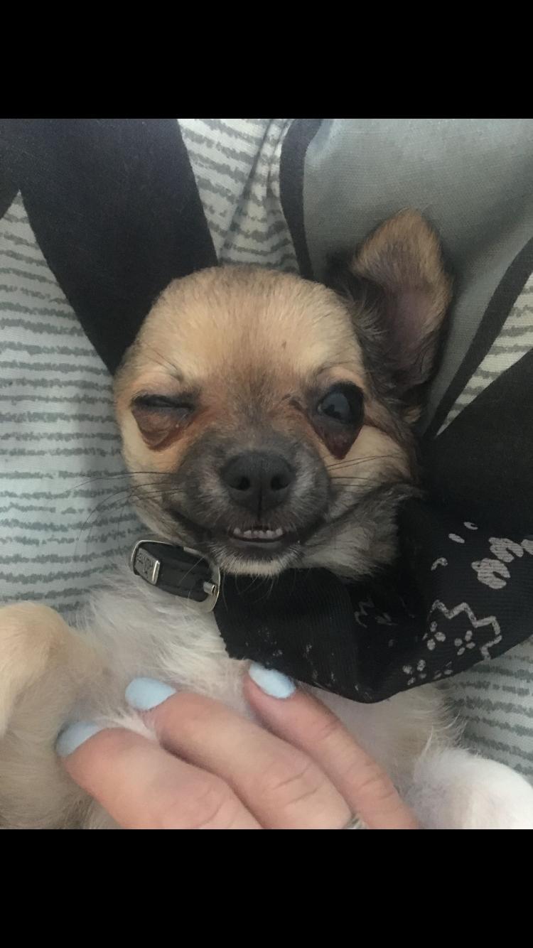 Chihuahua Choko - Smiler og blinker 😉 billede 17