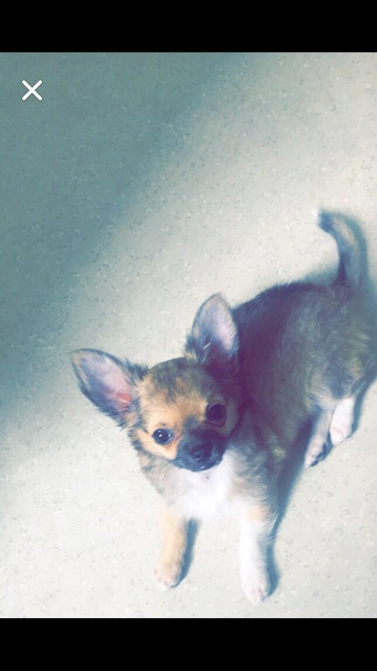 Chihuahua Choko billede 12
