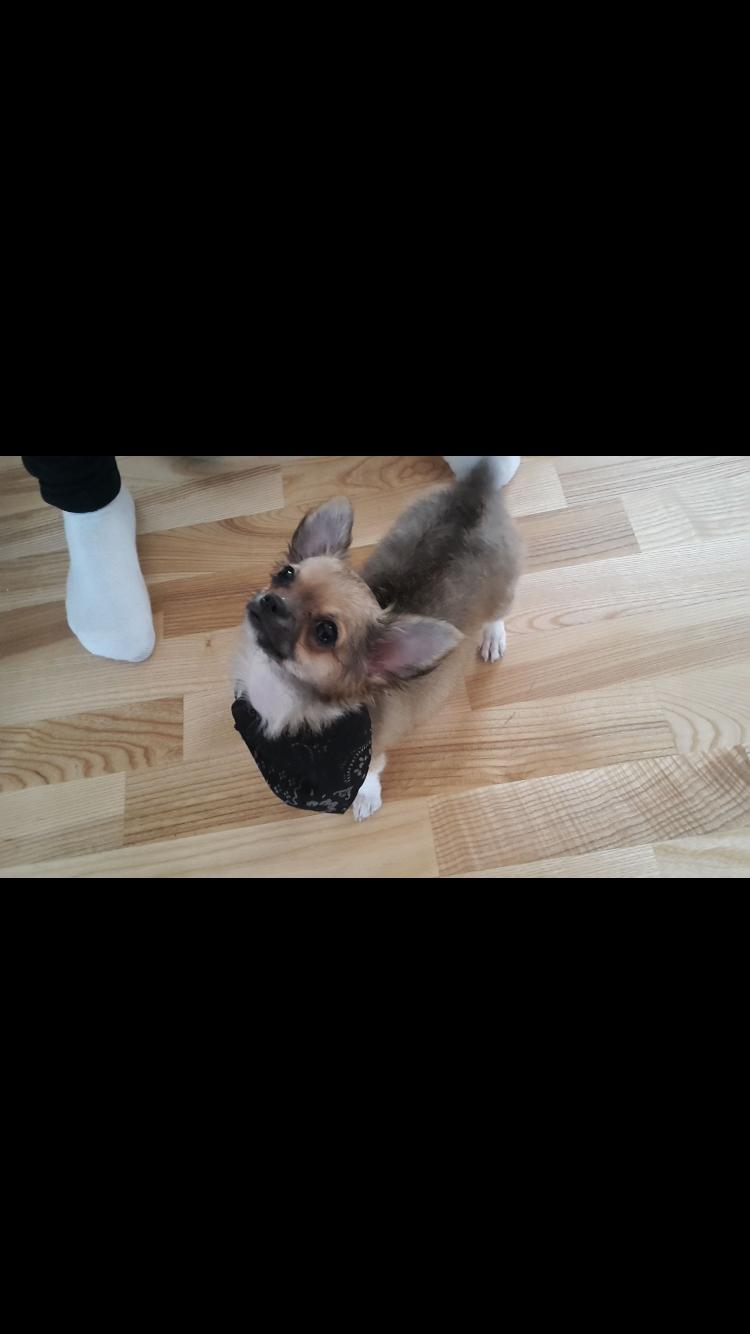 Chihuahua Choko billede 18