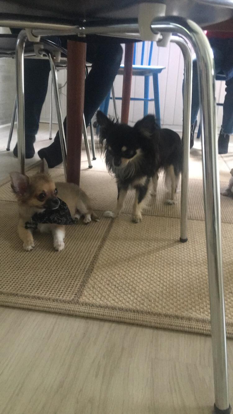 Chihuahua Choko billede 19