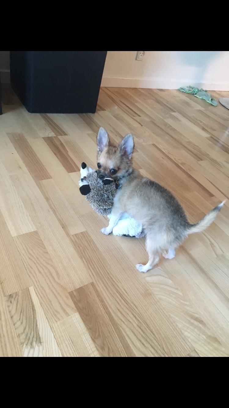 Chihuahua Choko billede 20