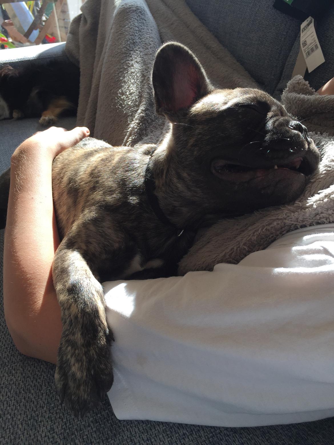 Fransk bulldog Milo billede 7