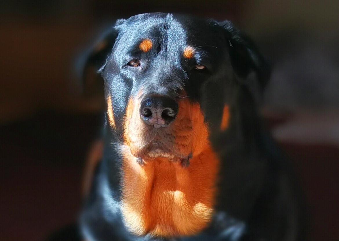 Rottweiler Emmie billede 1