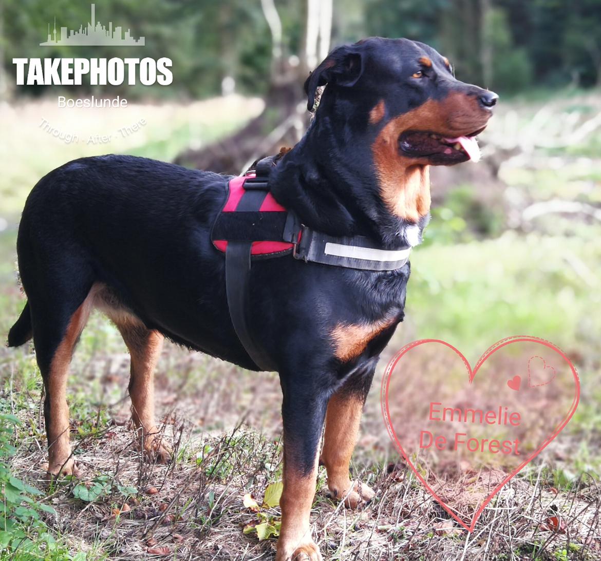 Rottweiler Emmie billede 4