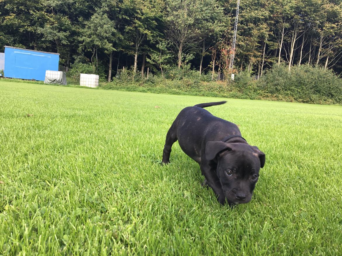 Staffordshire bull terrier Nellie billede 3