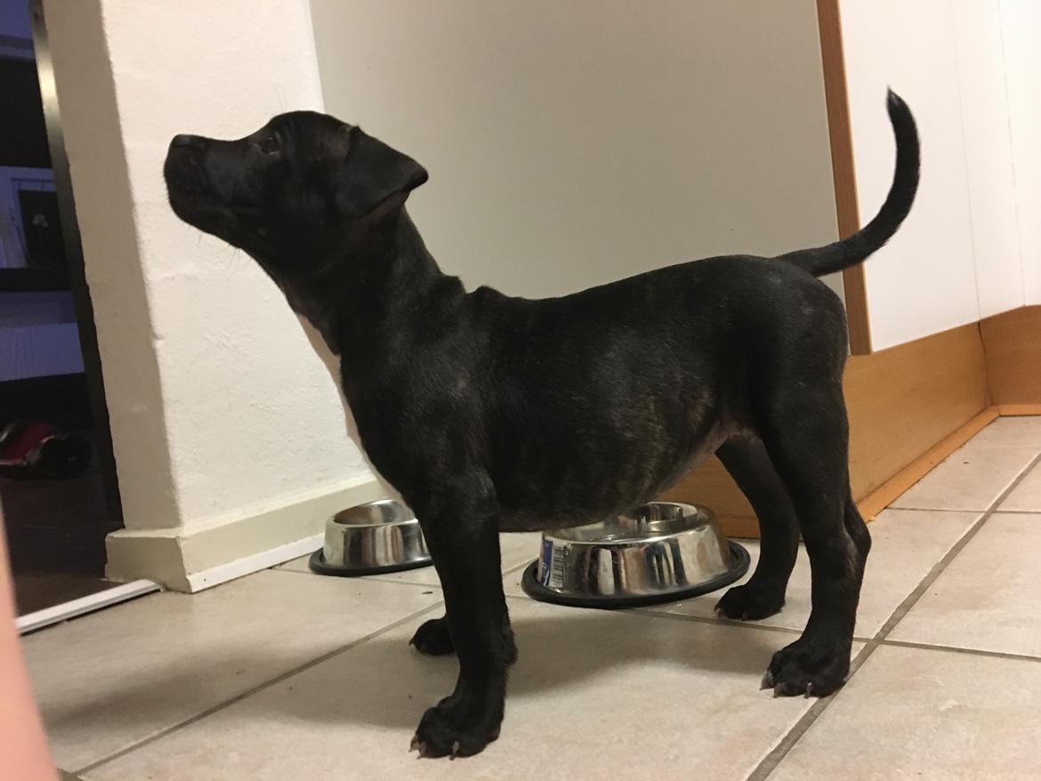 Staffordshire bull terrier Nellie billede 4