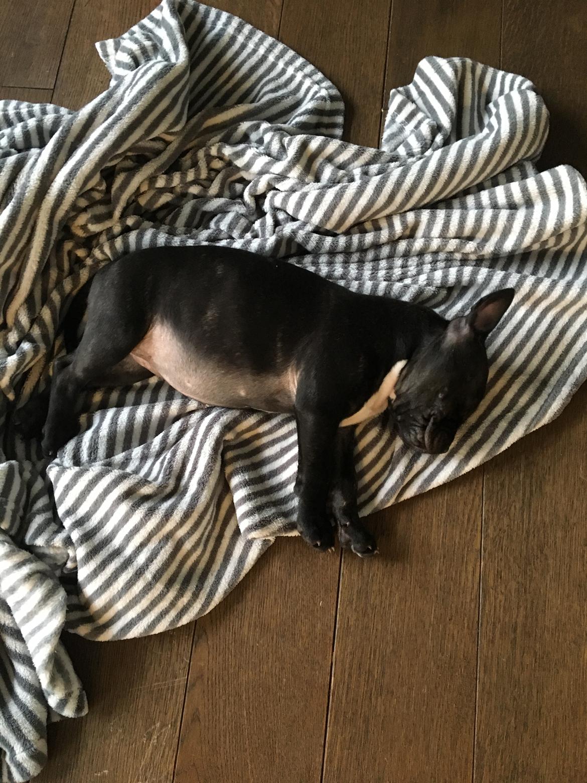 Staffordshire bull terrier Nellie billede 1