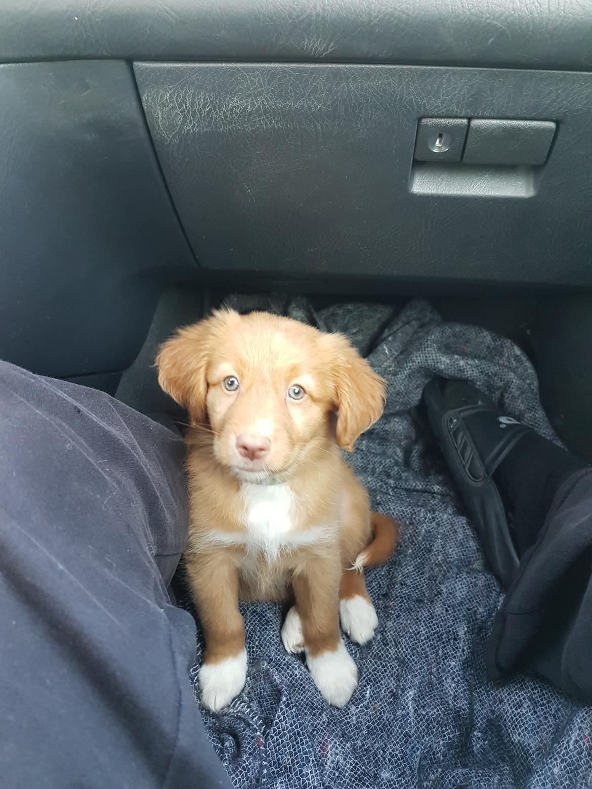 Nova scotia duck tolling retriever Aquafox Sebrings Fangio Chicane"Casey" billede 18