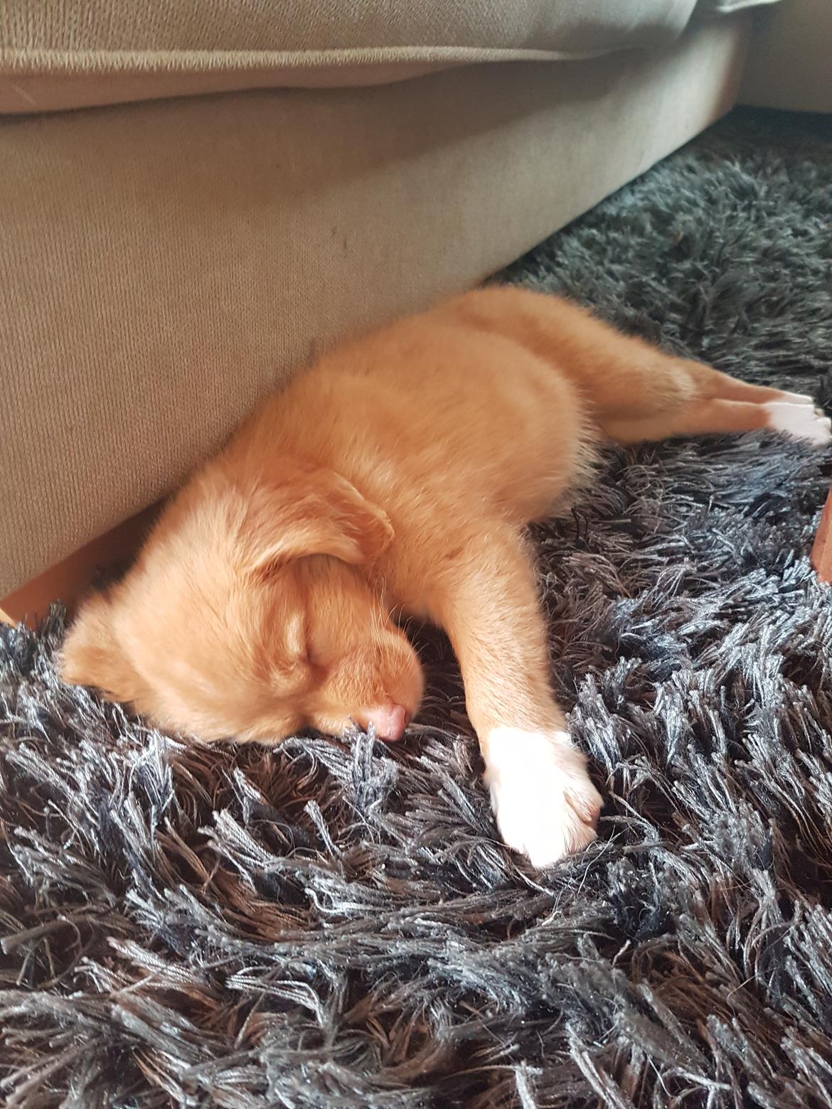 Nova scotia duck tolling retriever Aquafox Sebrings Fangio Chicane"Casey" billede 19