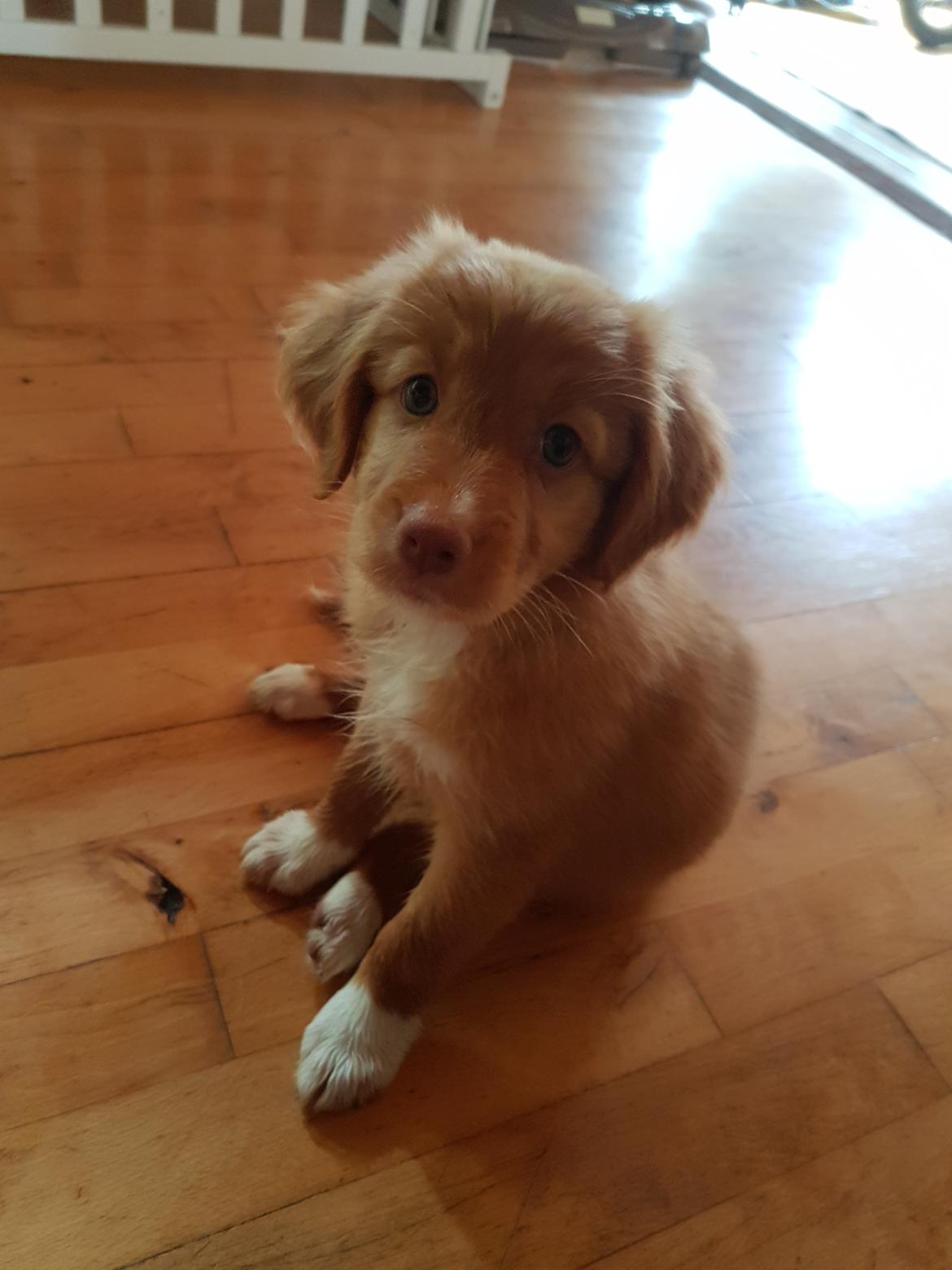 Nova scotia duck tolling retriever Aquafox Sebrings Fangio Chicane"Casey" billede 12