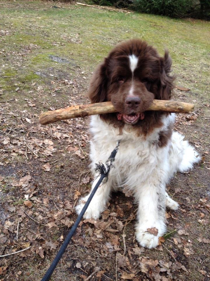 Newfoundlænder Jolly billede 4