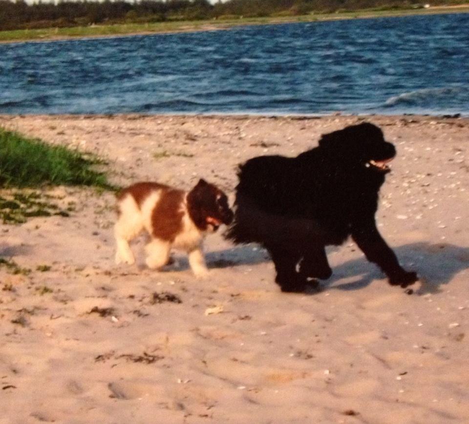 Newfoundlænder Jolly billede 1