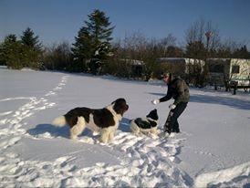 Newfoundlænder Jolly billede 7