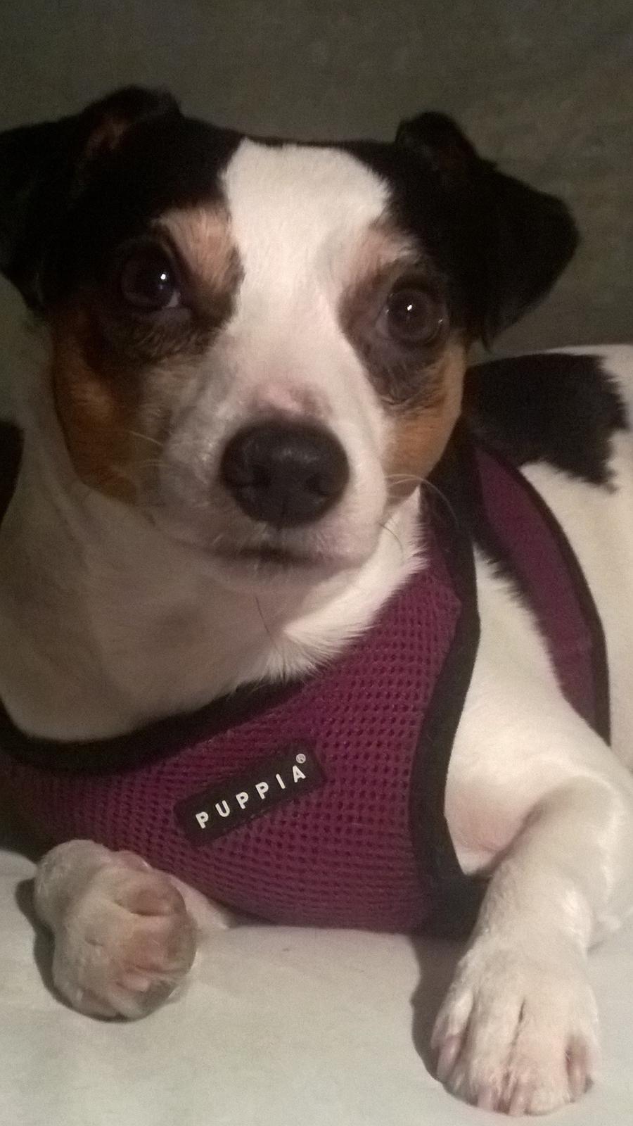 Blanding af racer Marley billede 5