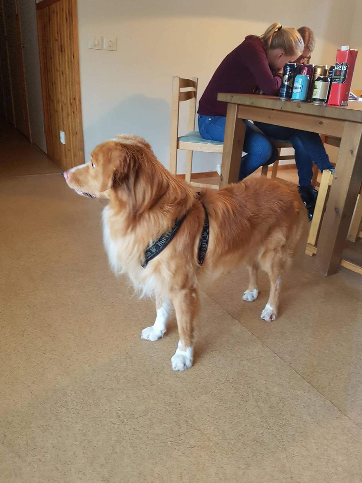 Nova scotia duck tolling retriever Aquafox Sebrings Fangio Chicane"Casey" billede 20