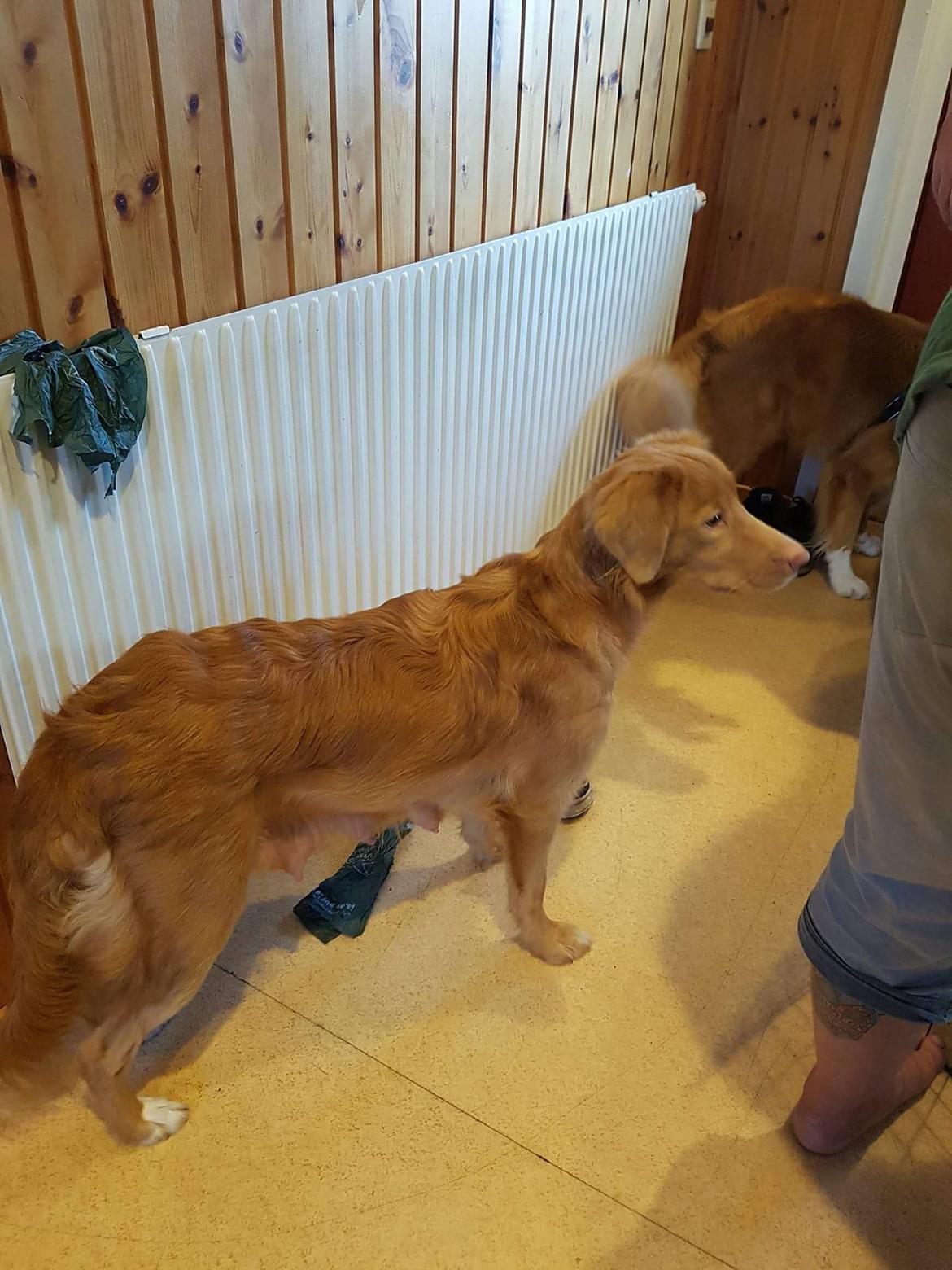 Nova scotia duck tolling retriever Aquafox Sebrings Fangio Chicane"Casey" billede 21