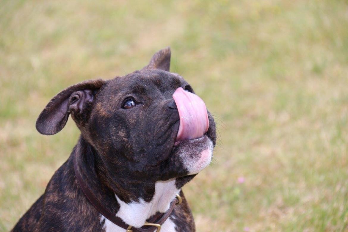 Blanding af racer Modo billede 7