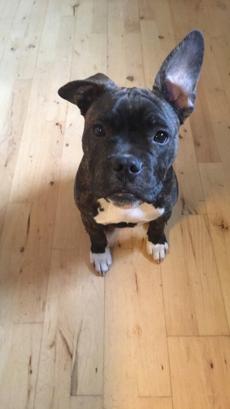 Blanding af racer Modo billede 9