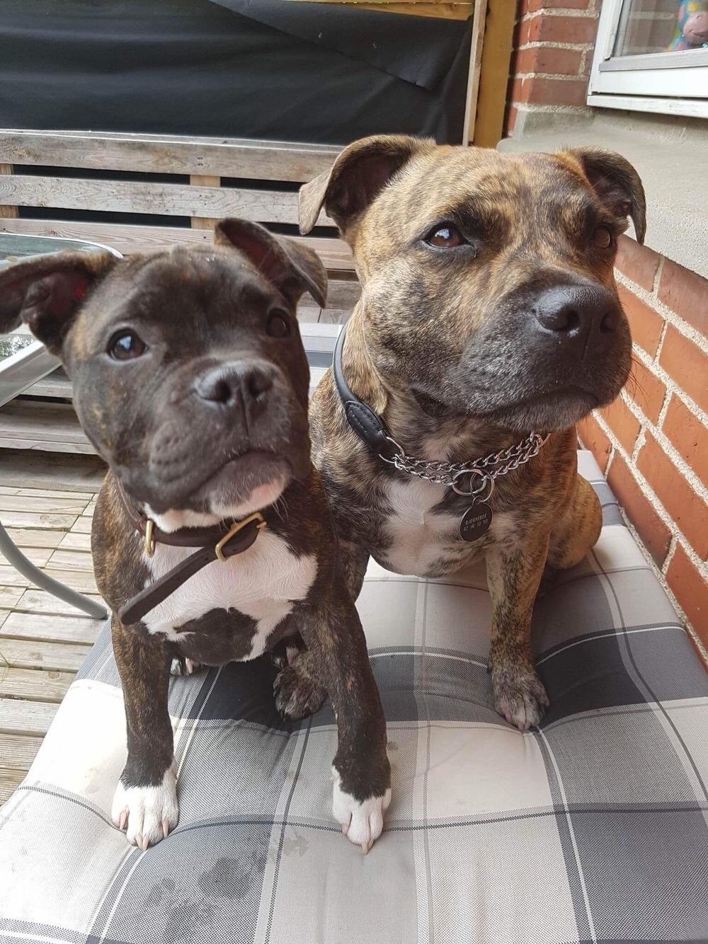 Blanding af racer Modo billede 12