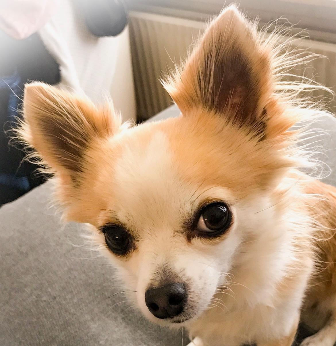 Chihuahua Smølfen - 150917 💕 billede 22