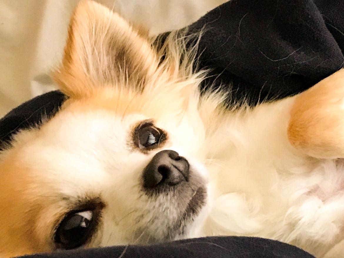 Chihuahua Smølfen - 150917 💕 billede 23