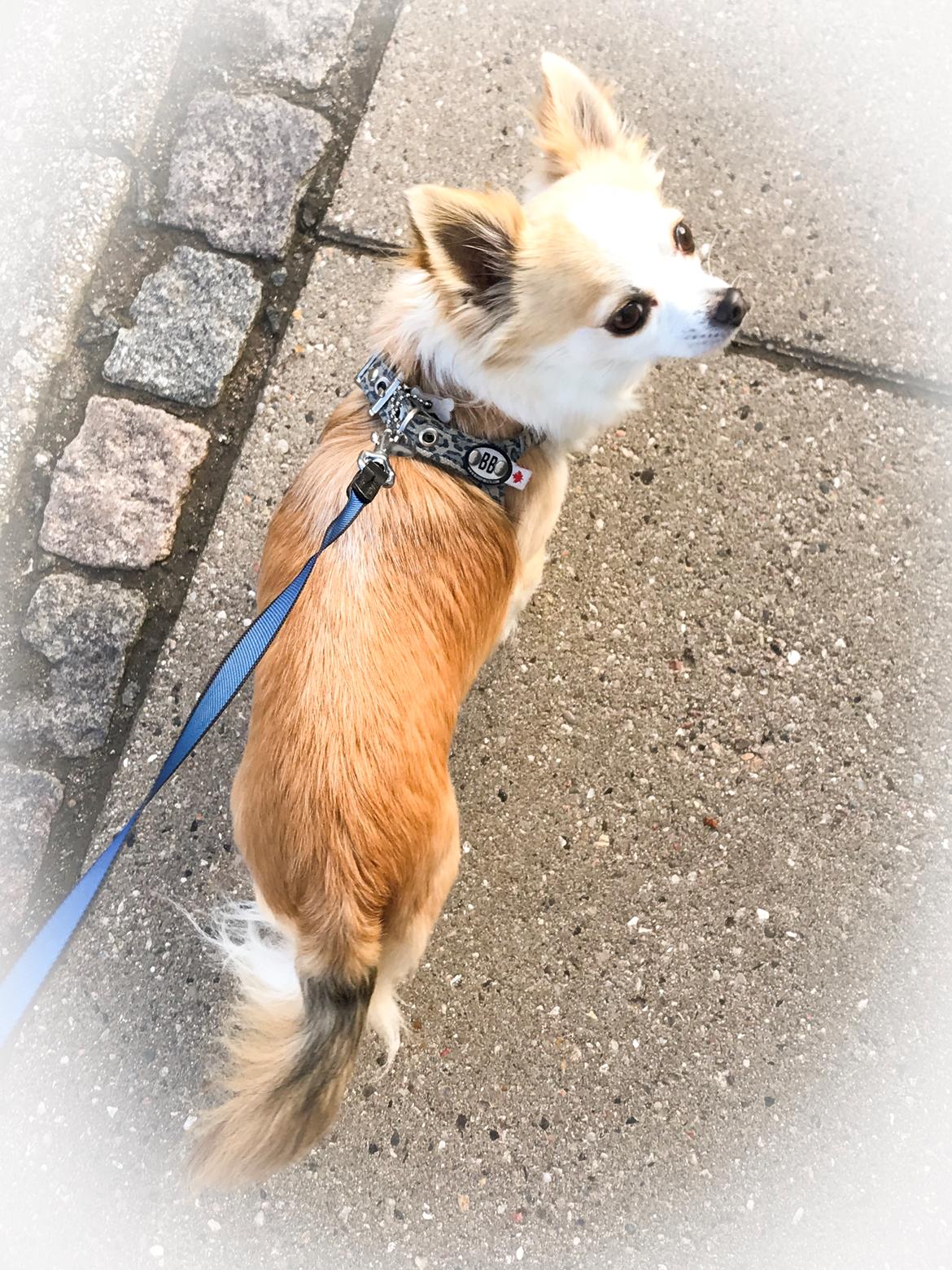 Chihuahua Smølfen - 150917 - sidste gåtur... 😢💕 Du vil blive savnet stort, smukke Smølf! billede 24