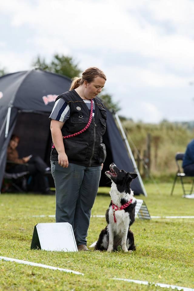 Border collie RBM RØM HTMF FS3 NW1 Danielssons Skyline Cassi billede 26