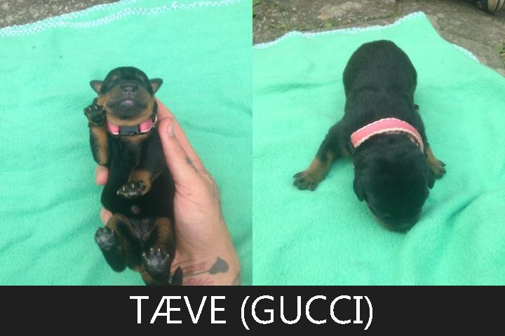 Rottweiler Gucci billede 3