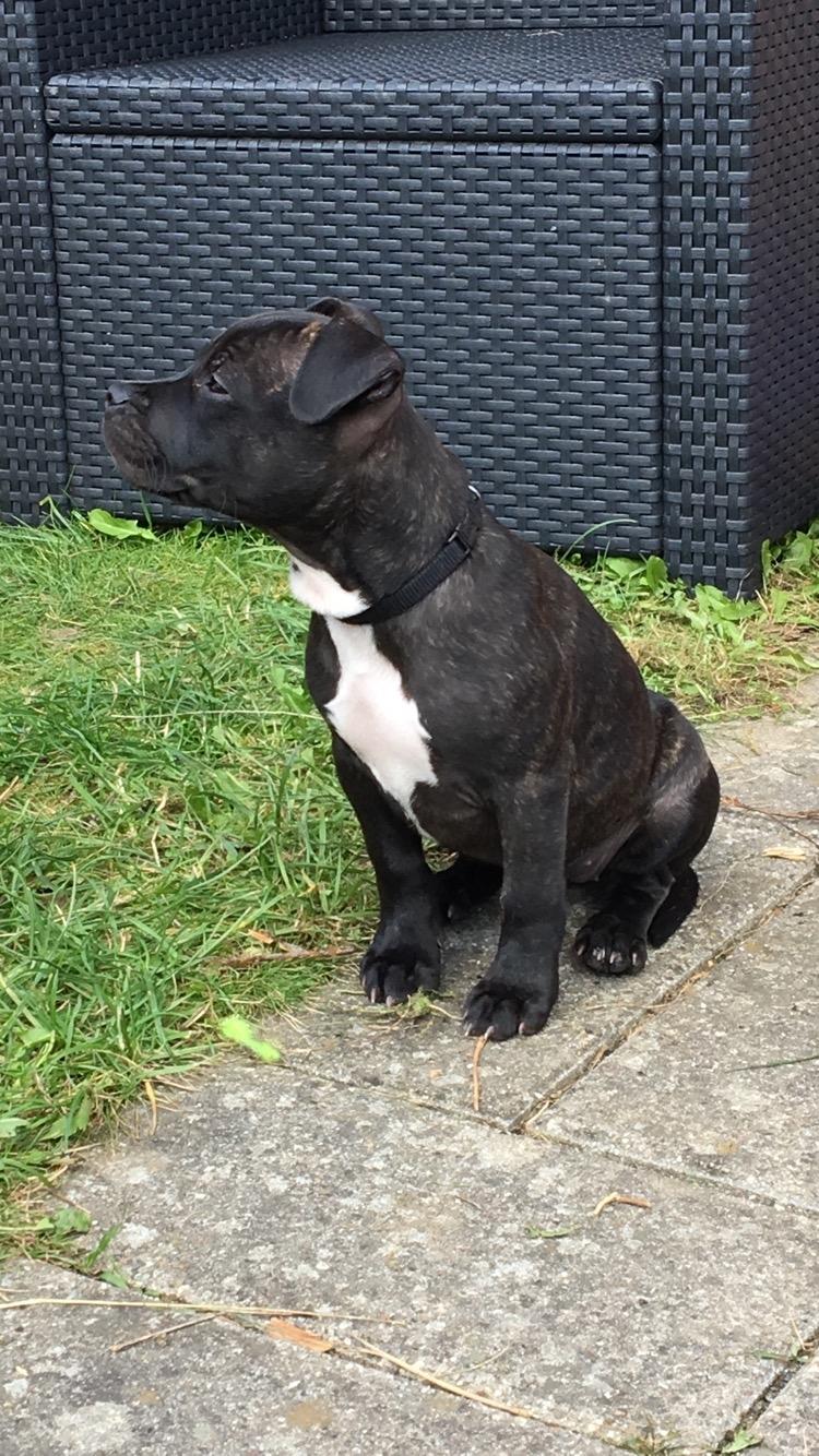 Staffordshire bull terrier Nellie billede 8