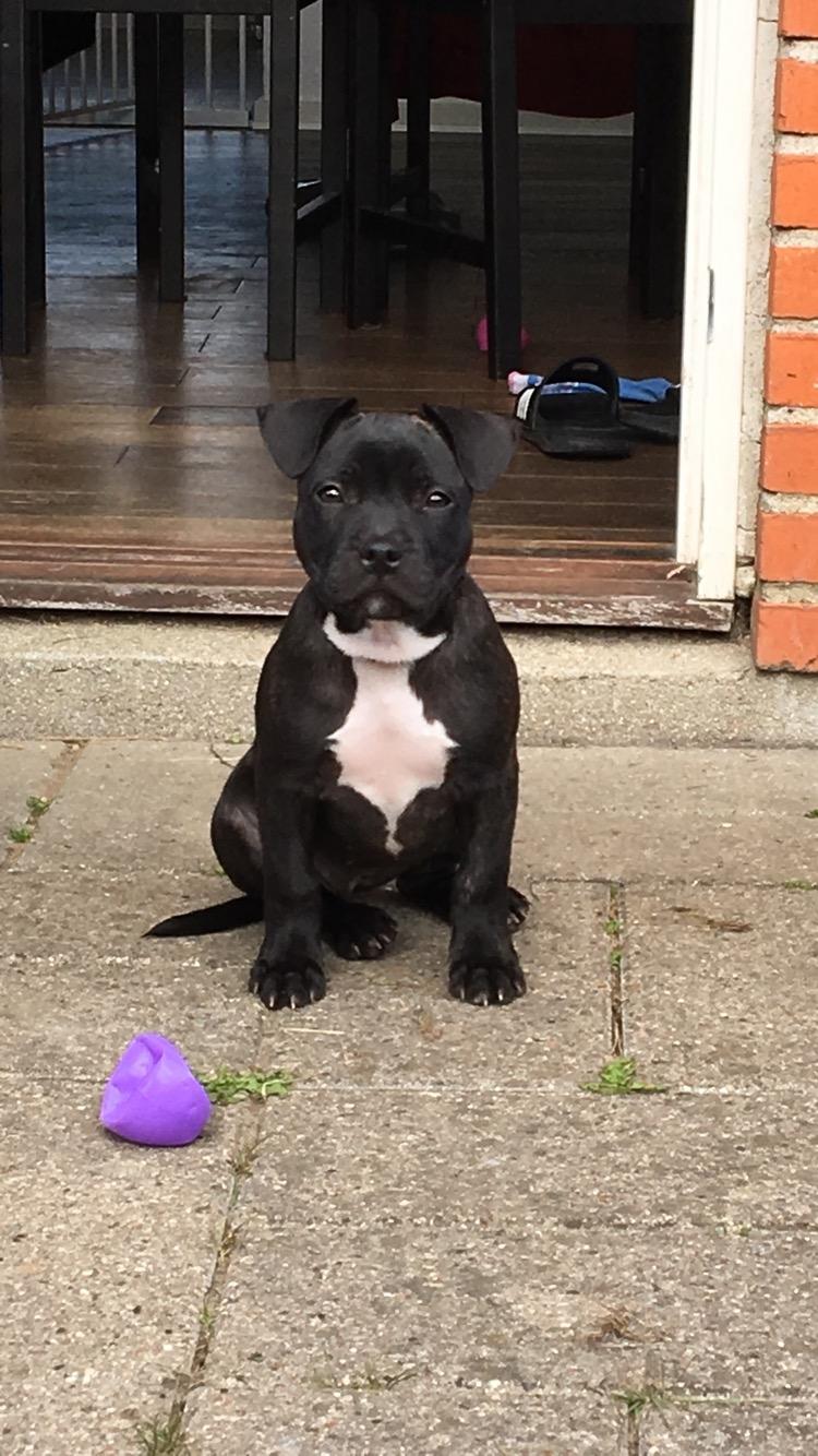 Staffordshire bull terrier Nellie billede 9