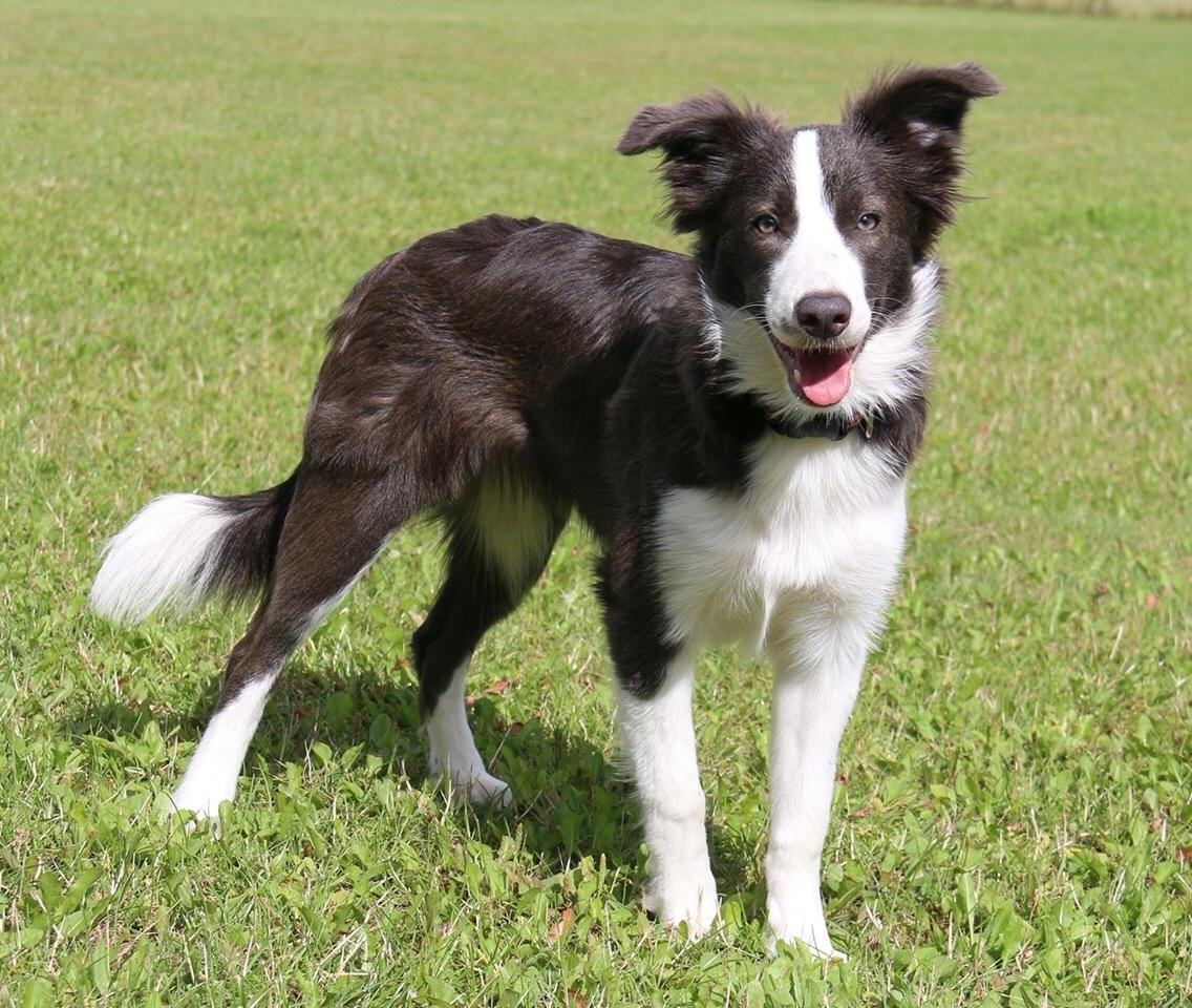 Border collie Destiny billede 15