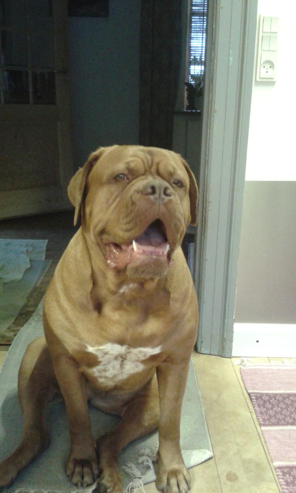 Dogue de bordeaux Wilma billede 2