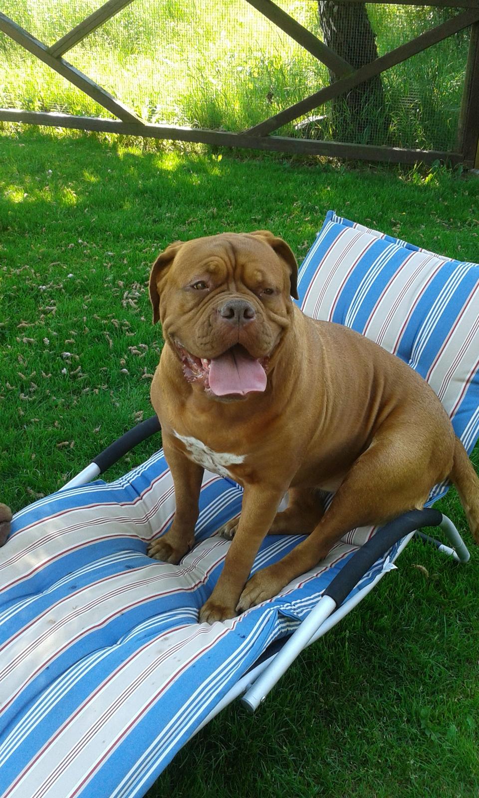 Dogue de bordeaux Wilma billede 1