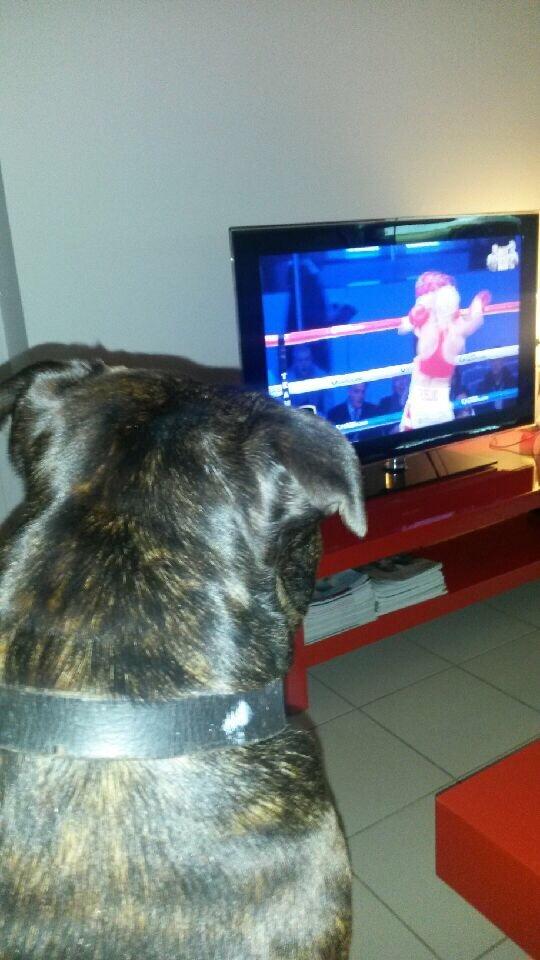 Staffordshire bull terrier Zeus - Zeus ser lidt tv hehe billede 23