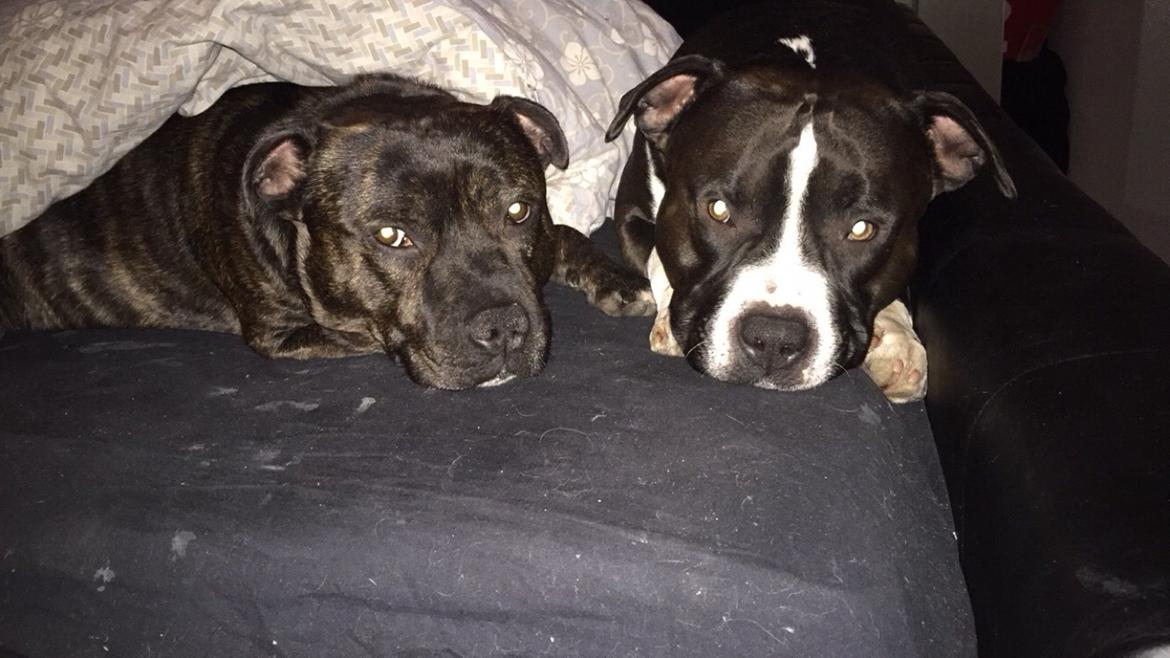 Staffordshire bull terrier Zeus - Zeus med onkel Charlie  billede 22