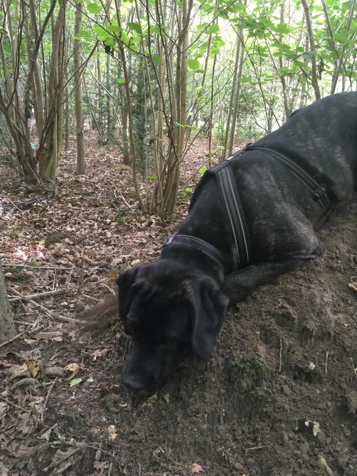 Cane corso Charlie  billede 2