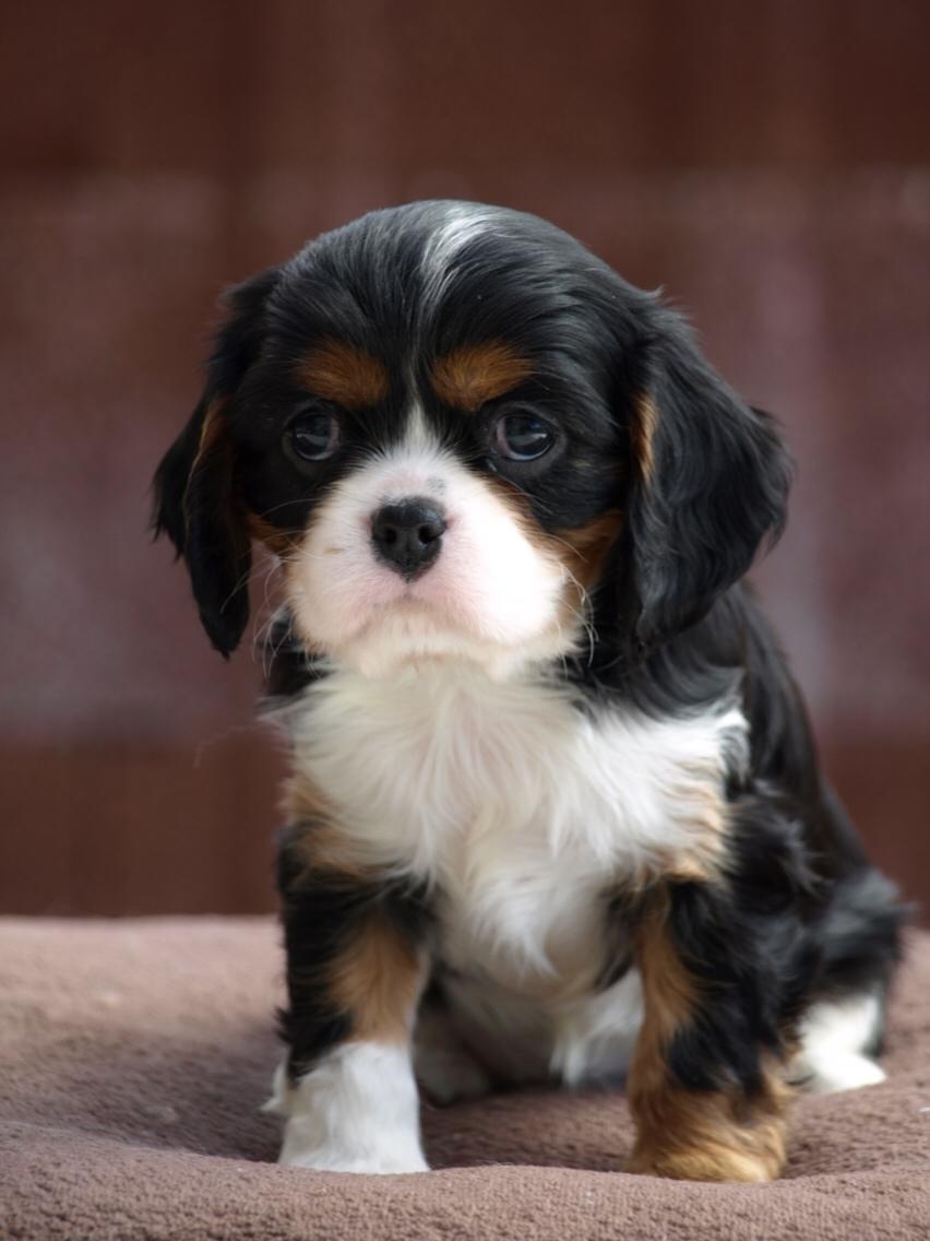 Cavalier king charles spaniel Liane's Tia Lucia billede 1