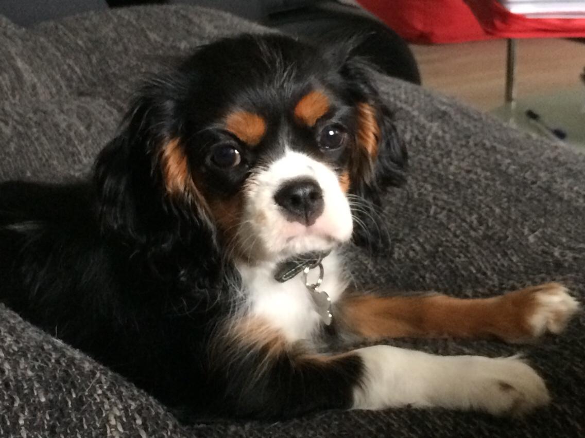 Cavalier king charles spaniel Liane's Tia Lucia billede 2