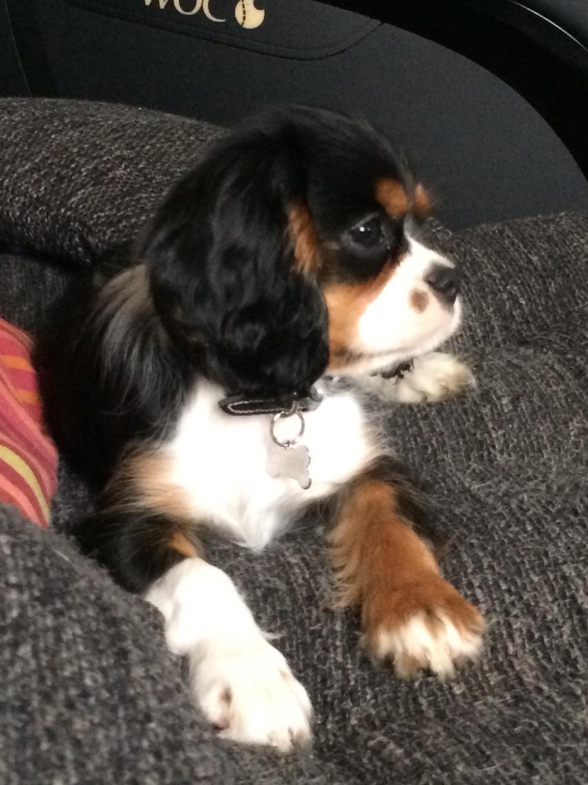 Cavalier king charles spaniel Liane's Tia Lucia billede 3