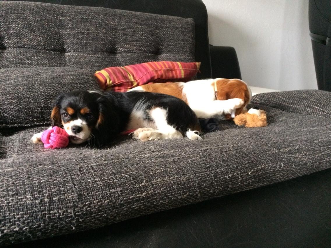 Cavalier king charles spaniel Liane's Tia Lucia billede 4