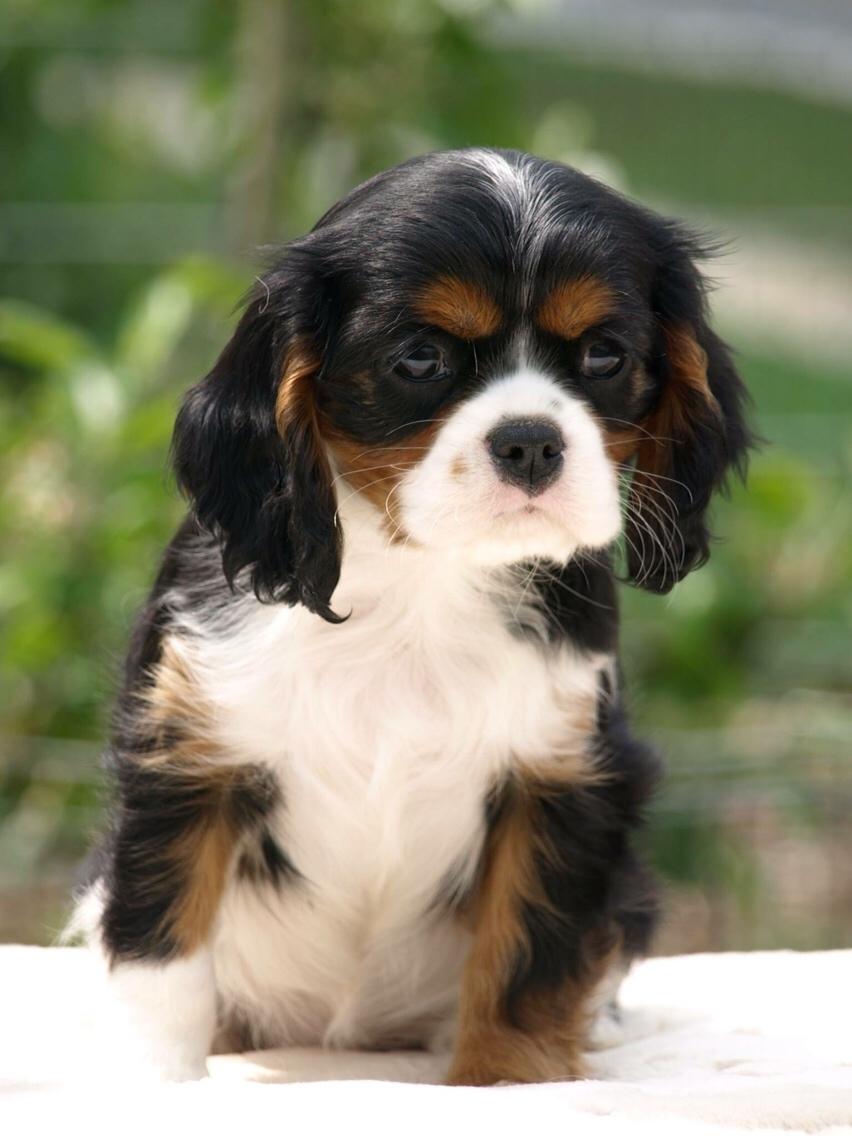 Cavalier king charles spaniel Liane's Tia Lucia billede 6