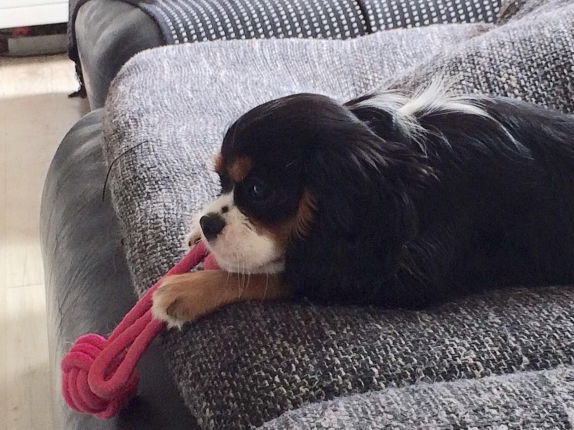 Cavalier king charles spaniel Liane's Tia Lucia billede 5