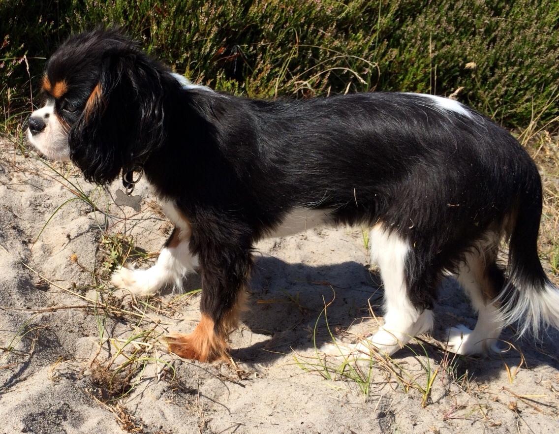 Cavalier king charles spaniel Liane's Tia Lucia billede 8