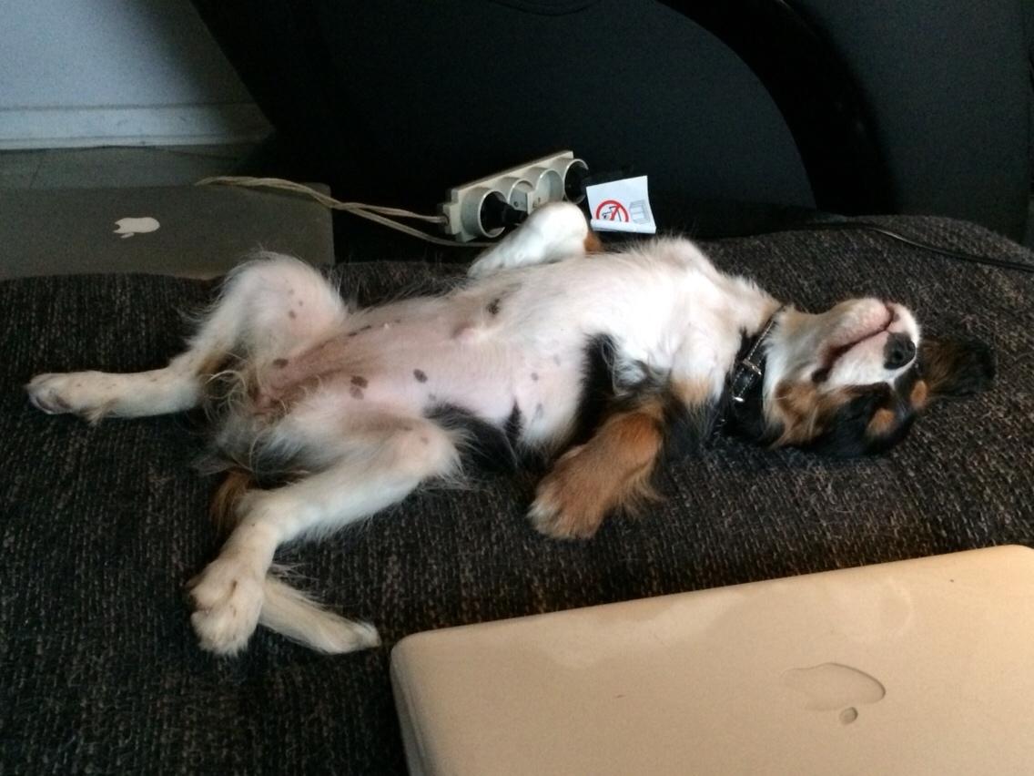 Cavalier king charles spaniel Liane's Tia Lucia billede 7