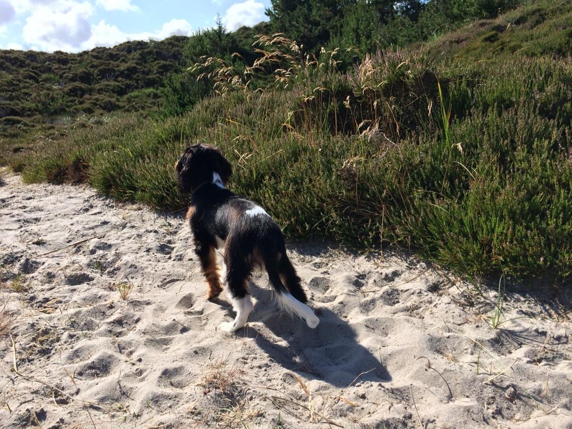 Cavalier king charles spaniel Liane's Tia Lucia billede 9