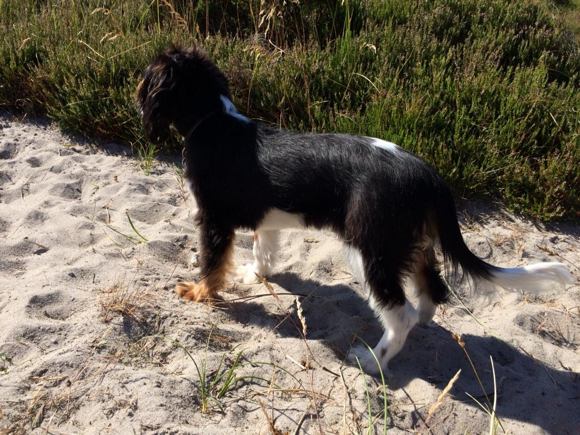 Cavalier king charles spaniel Liane's Tia Lucia billede 10