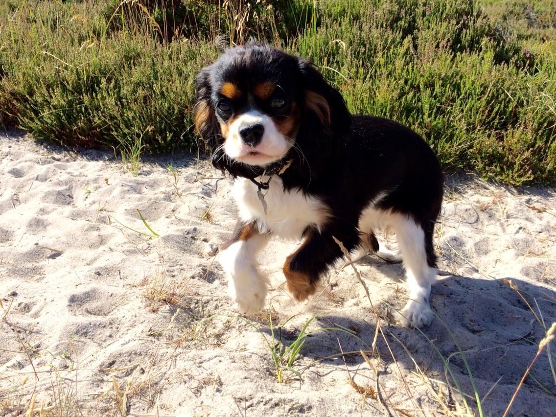 Cavalier king charles spaniel Liane's Tia Lucia billede 11